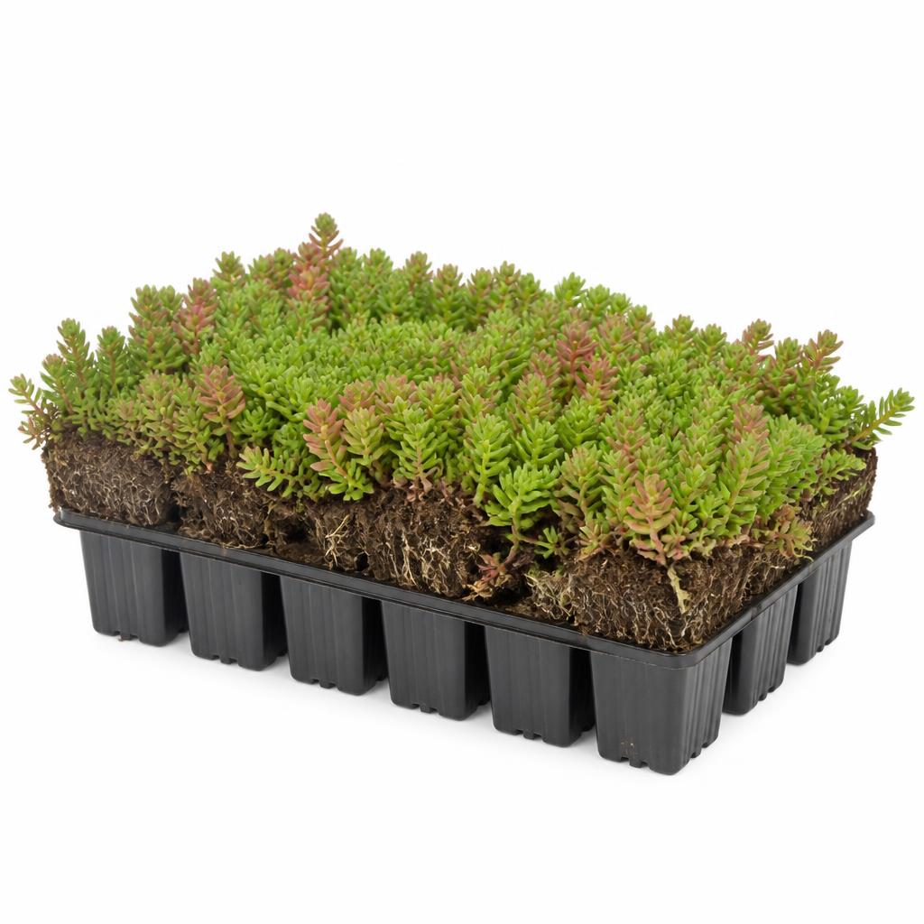 Sedum plug plants